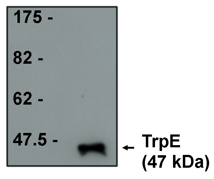 "
Western blot analysis using TrpE antibody on purified TrpE protein at 1 µg/ml."